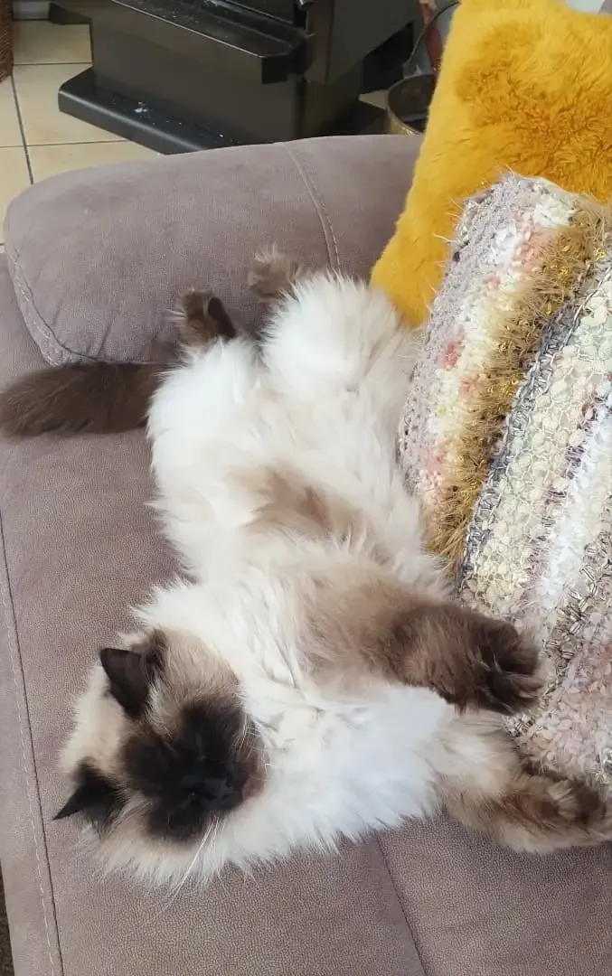 Seal point male Snuffles