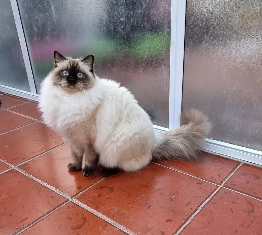 Seal point male Tanka aka Angus