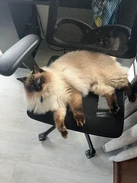 Seal point male Ziggy