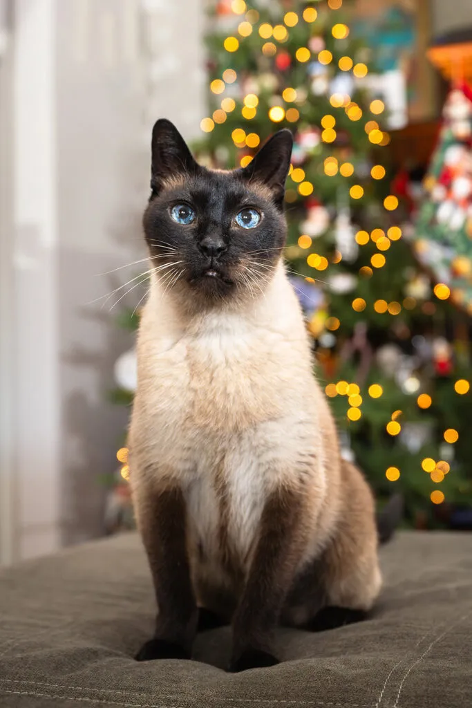 Seal Point Siamese cat posing on gray counch by Christmas tree