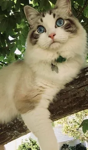 Seal tabby bi-color male Black Lightning aka Bon