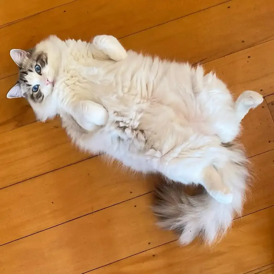 Seal tabby bi-color male Bon side view