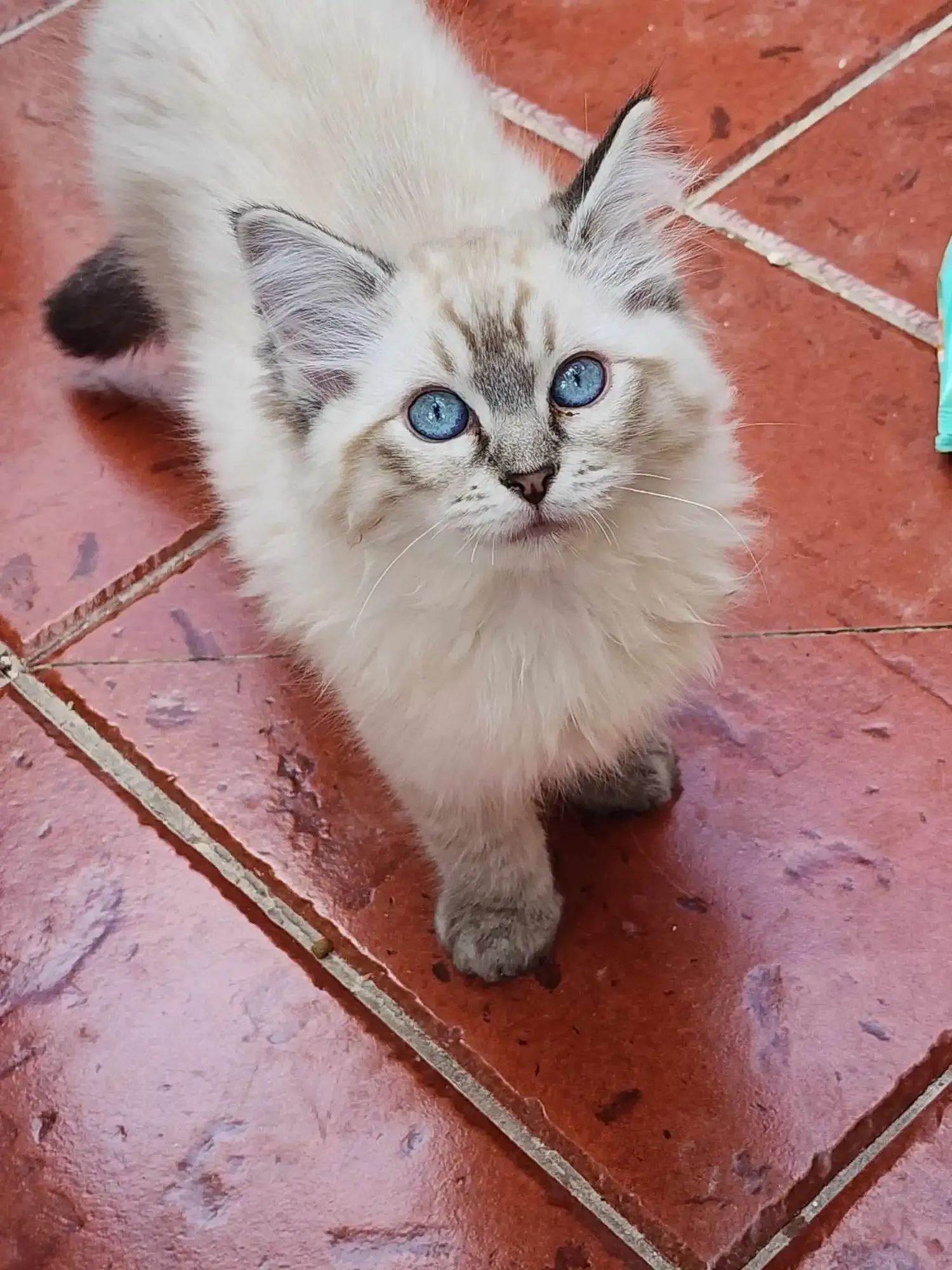 Seal tabby point female My Tigger Girl