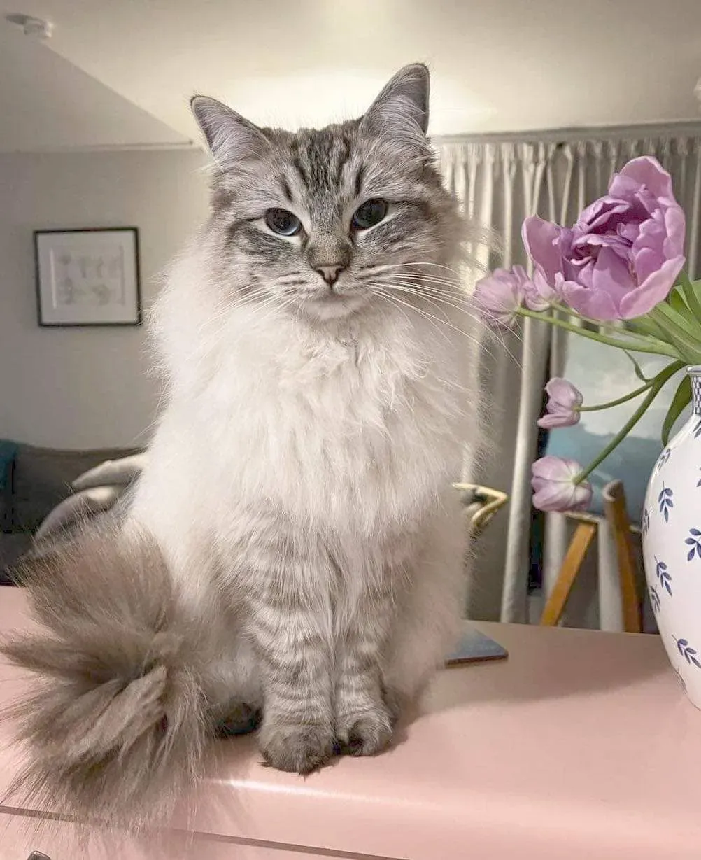 Seal tabby point female Rosa Bud