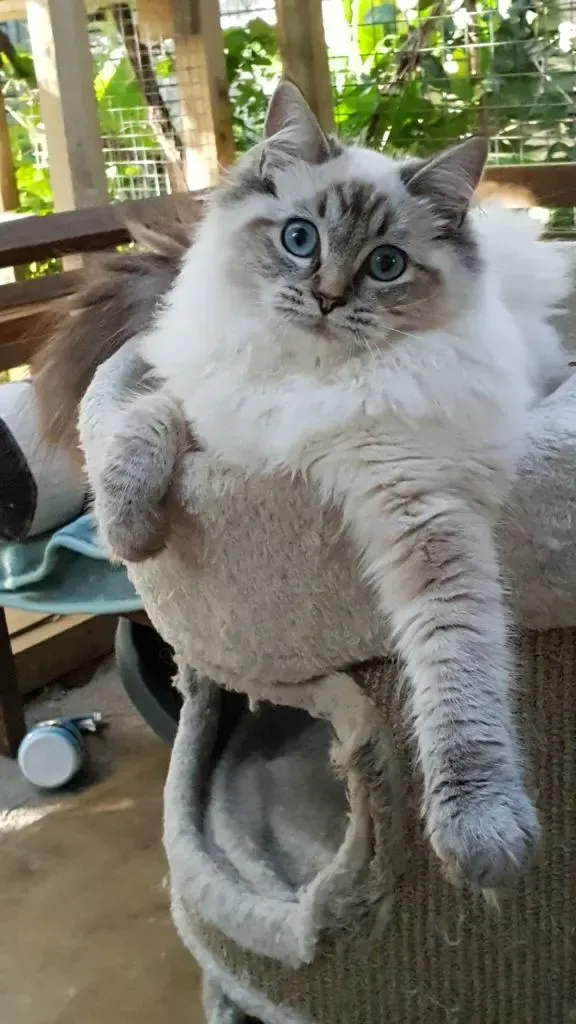 Seal tabby point female White Tiger aka Misty