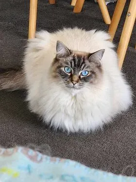 Seal tabby point male Marley