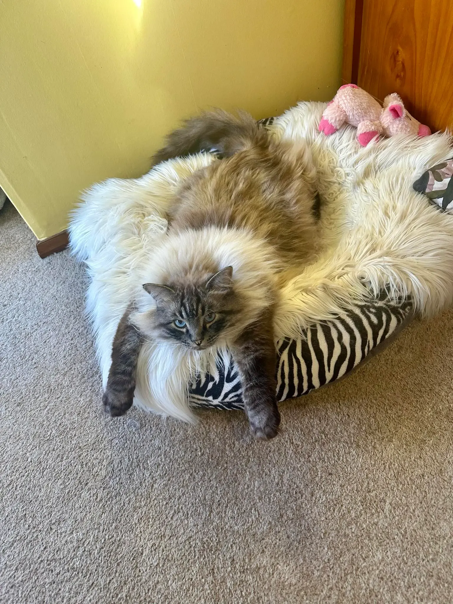 Seal tabby point male Tigger