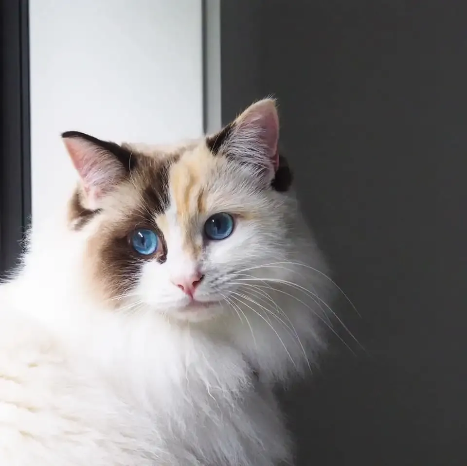 Seal tortie bi-color female Stormy aka Ruby