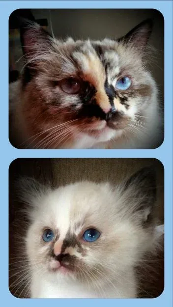 Seal tortie mitted Ragdoll cat Motley Ripley, born February 27, 2016