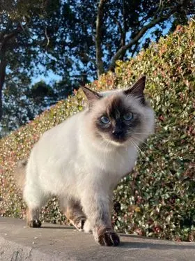 Seal tortie point female Cassandra