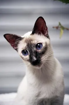 Seal Tortie Point Siamese cat