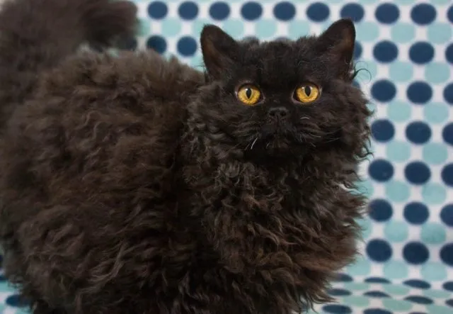 Selkirk Devon Honey Ginger, a poodle cat with vibrant curly fur