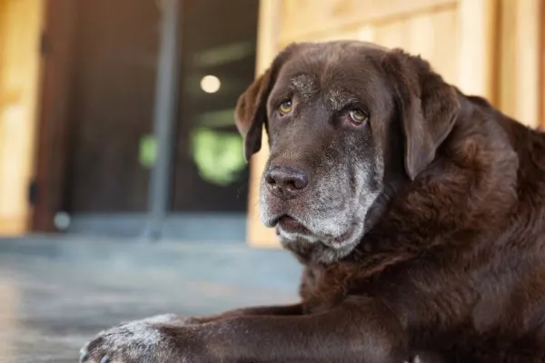 Senior chocolate lab laying on the patio