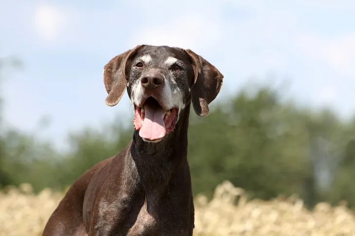 Senior German Shorthaired Pointer head portrait outdoors.