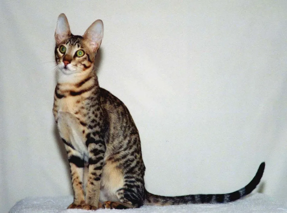 Serengeti exotic cat breed