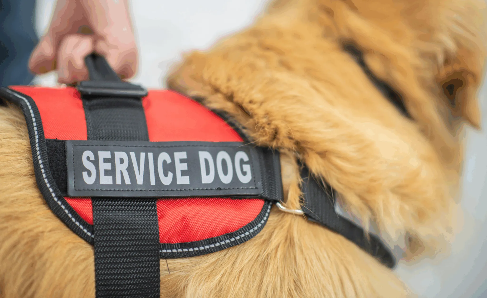 Service dogs assisting with mobility and daily tasks hero image