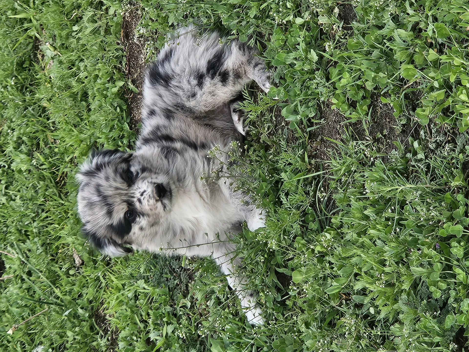 Several Australian Shepherd puppies with distinct markings