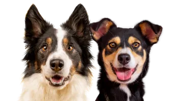 Several dogs enjoying mealtime outdoors in a park