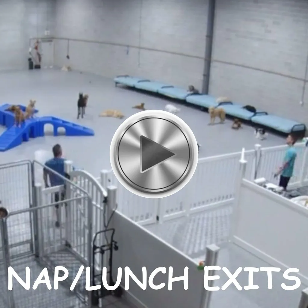 Several dogs resting peacefully during nap time or eating lunch after active playtime