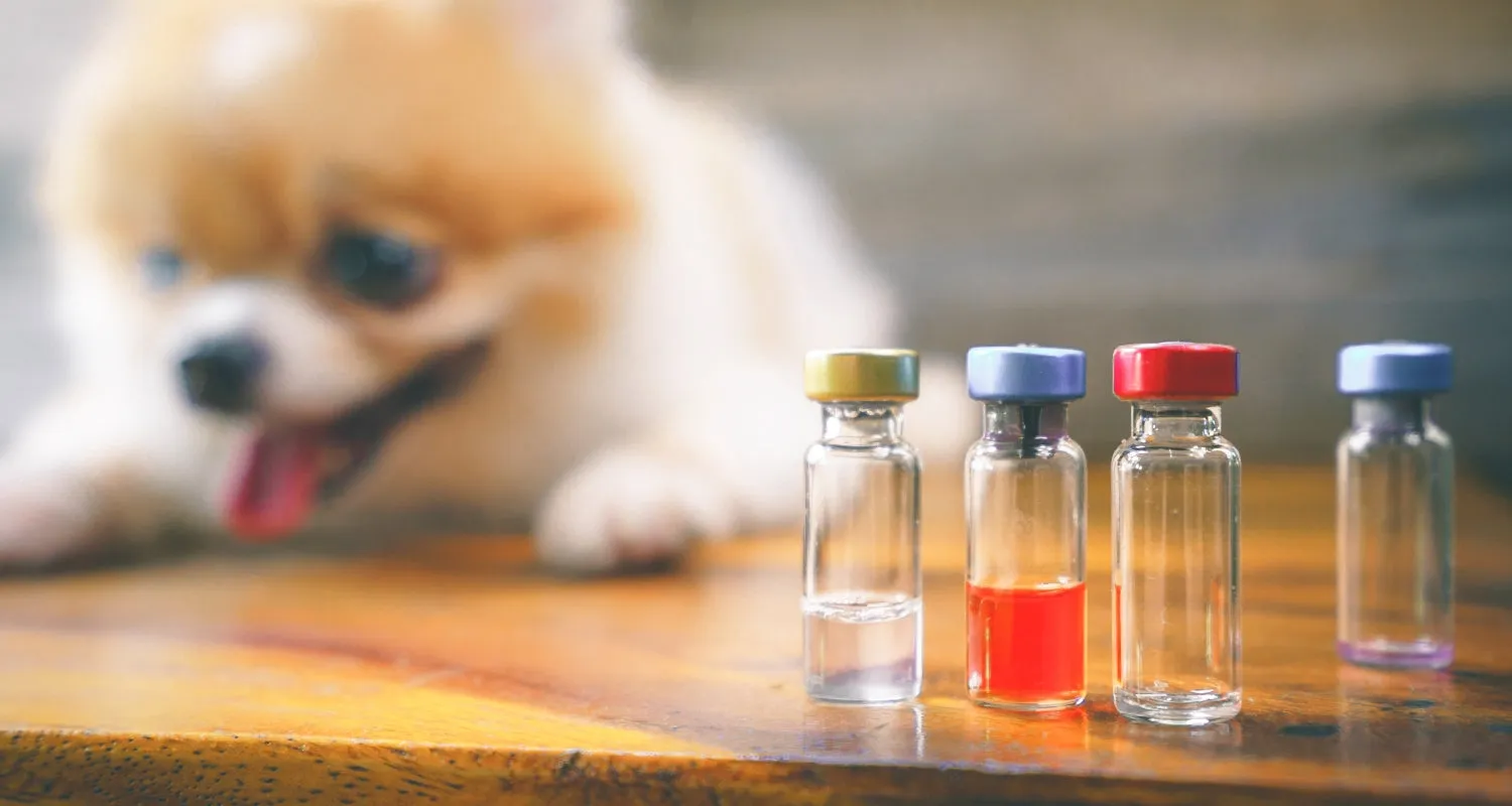 Several small glass vials containing various medications sit on a table next to a tiny toy dog figurine.
