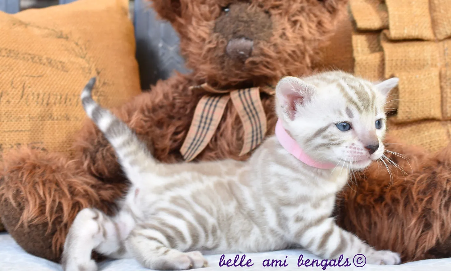 Several young Snow Bengal kittens playing together, showcasing their spotted patterns.