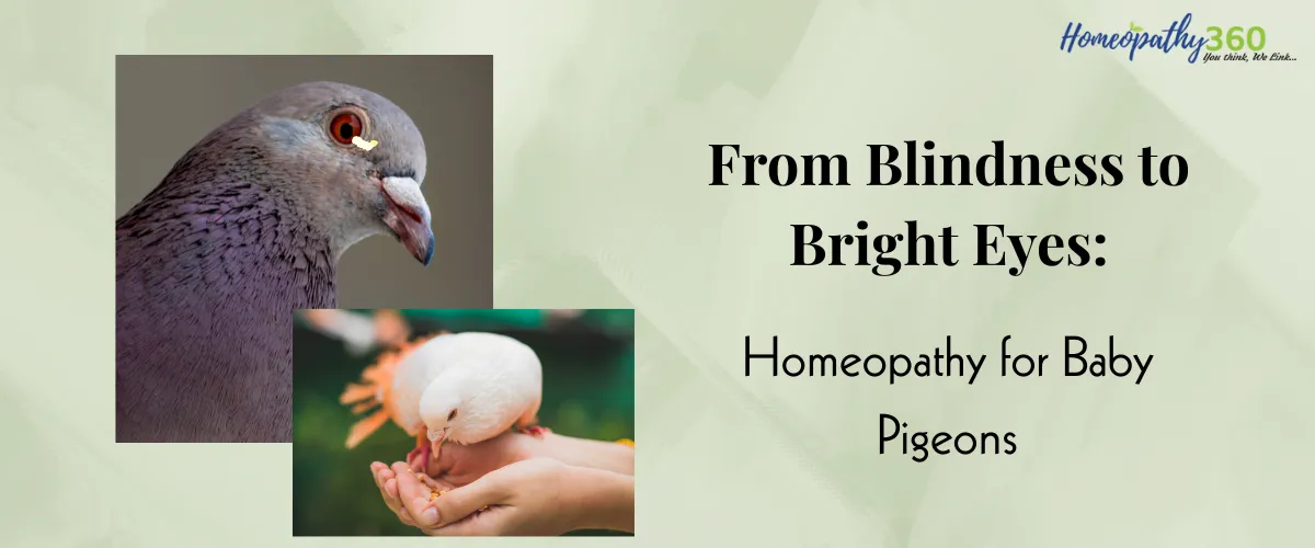 Severe eye inflammation with pus in a baby pigeon's eyes before treatment