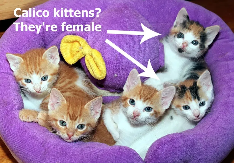 Sexing calico kittens guide illustration