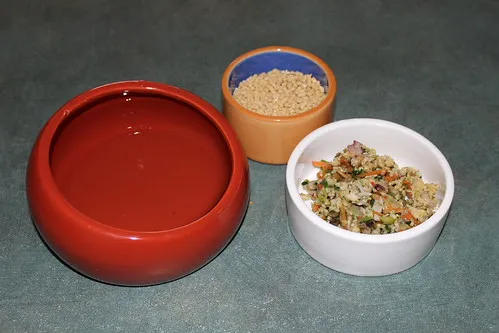 Shallow dishes in the hospital cage so the bird doesn't have to climb to eat or drink