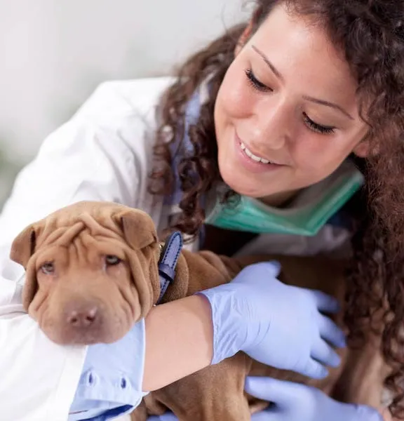Shar Pei puppy at the veterinarian for a check-up