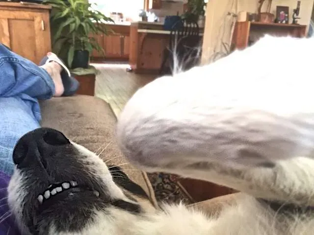 Sheepdog Maggie resting after work