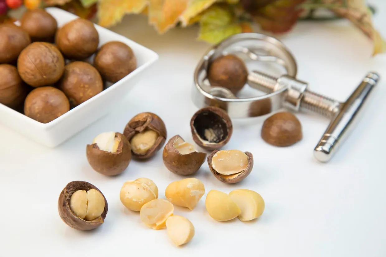 Shelled macadamia nuts in a bowl, a healthy human snack that can be toxic to dogs.
