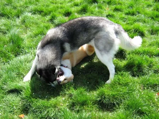 Shiba Inu Sephy only does rough play with other dogs