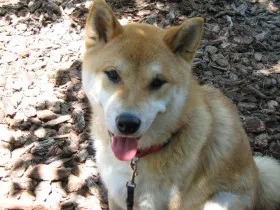 Shiba Inu Training Secrets