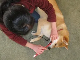Shiba Inus dislike handling