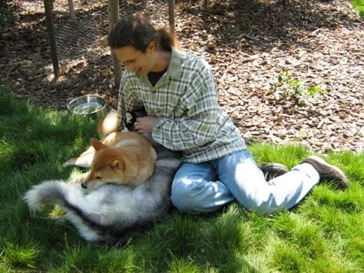 Shiba Inus do not generally like people petting them from above