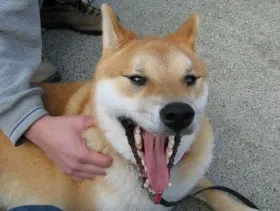 Shiba Inus get bored easily and do not like being ignored