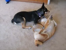 Shiba Inus have an extreme play style that many dogs may not like