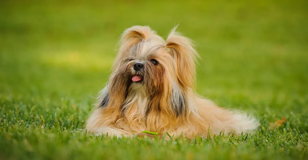 Shih Tzu puppy with a bow, embodying elegance and cuteness