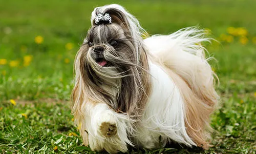 Shih Tzu with sweet face and long coat