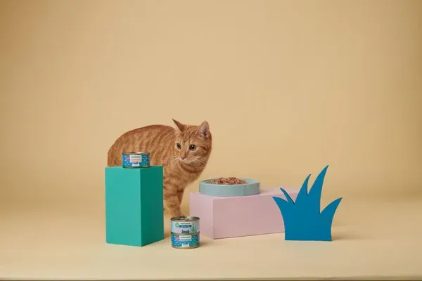 Shiny blue Persian cat showcasing healthy coat