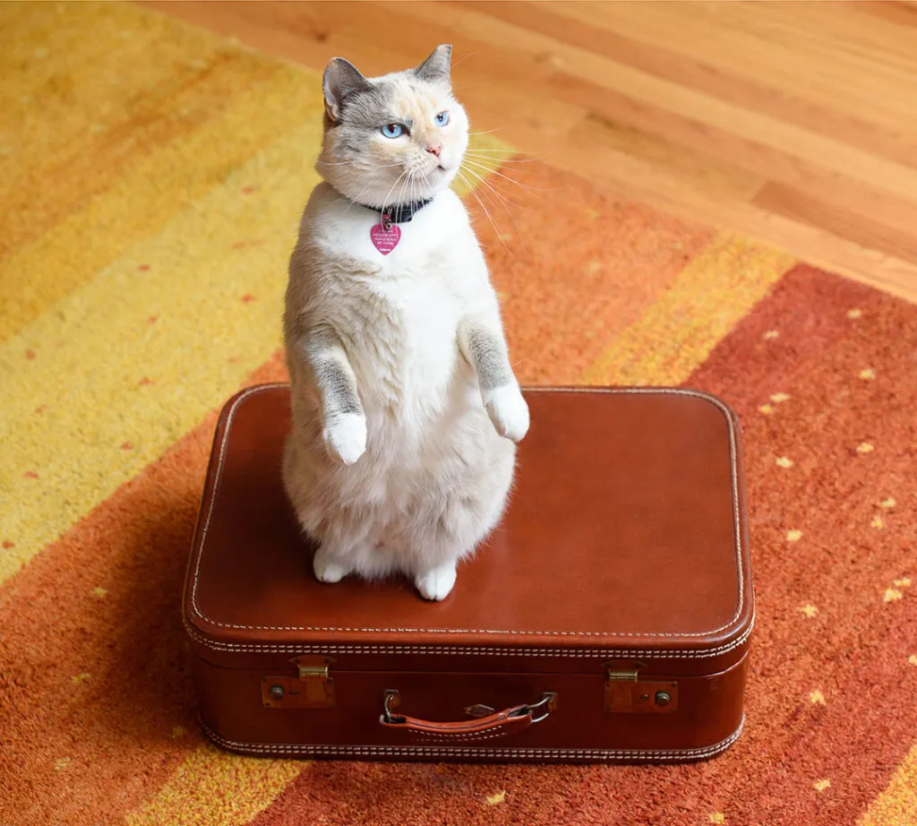 Siamese Calico mix cat standing on a brown suitcase on a striped red and orange carpet
