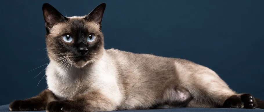 Siamese cat featuring blue eyes and sleek coat