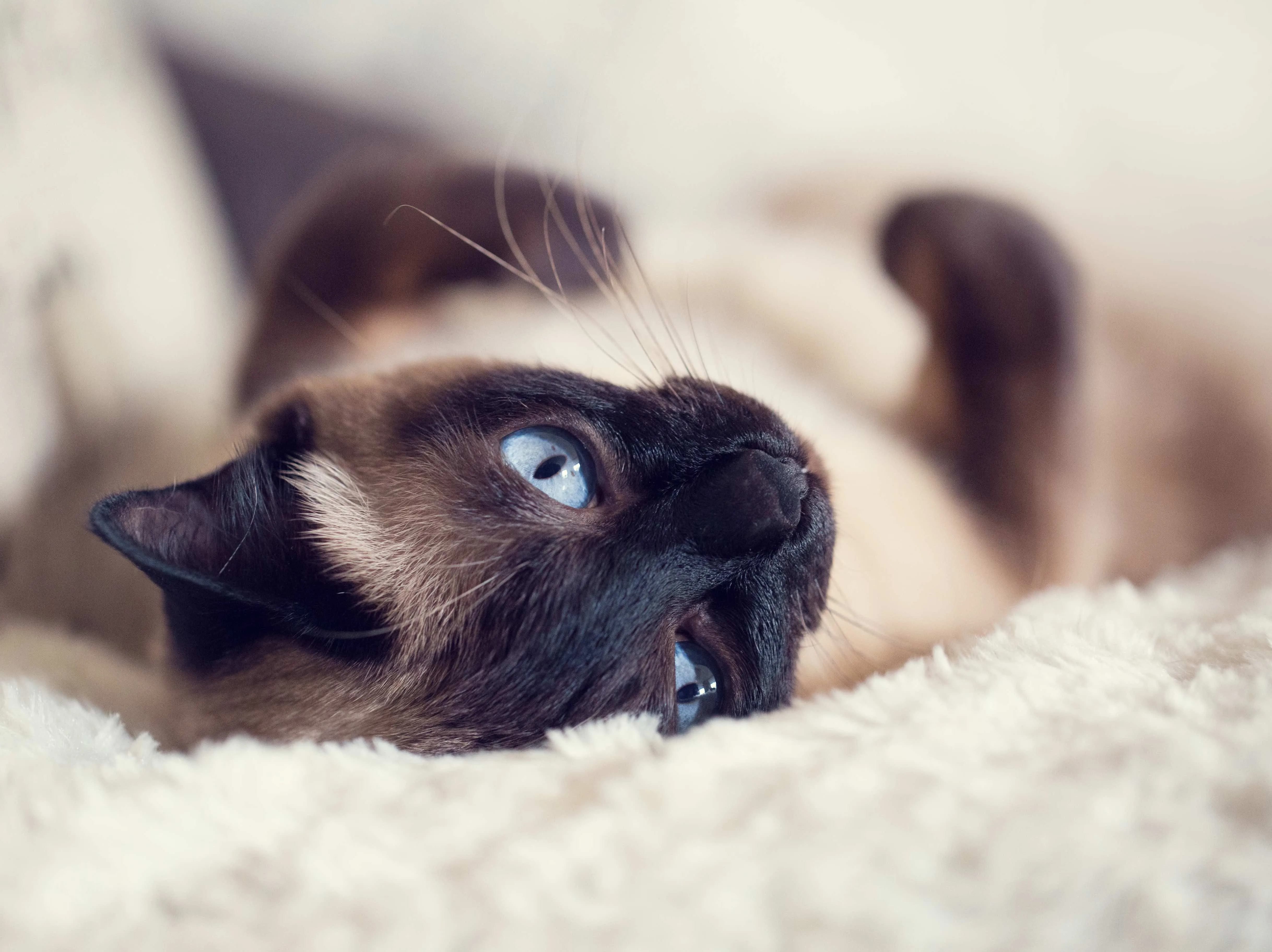 Siamese cat lying relaxed on its back
