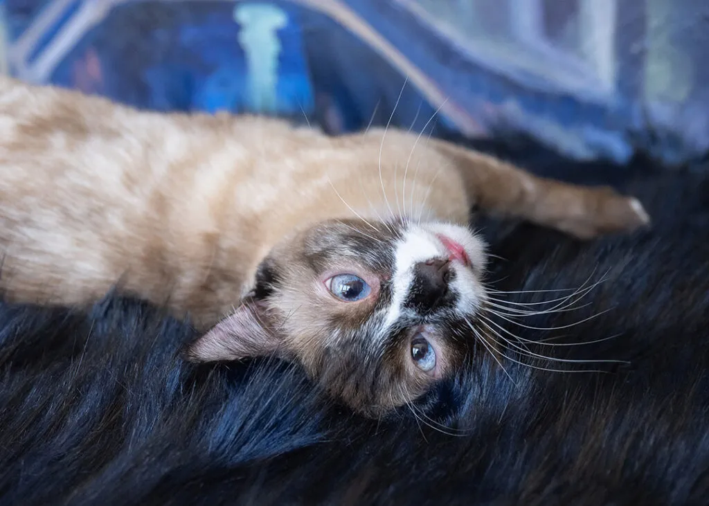 Siamese cat lying upside down on blue throw rug