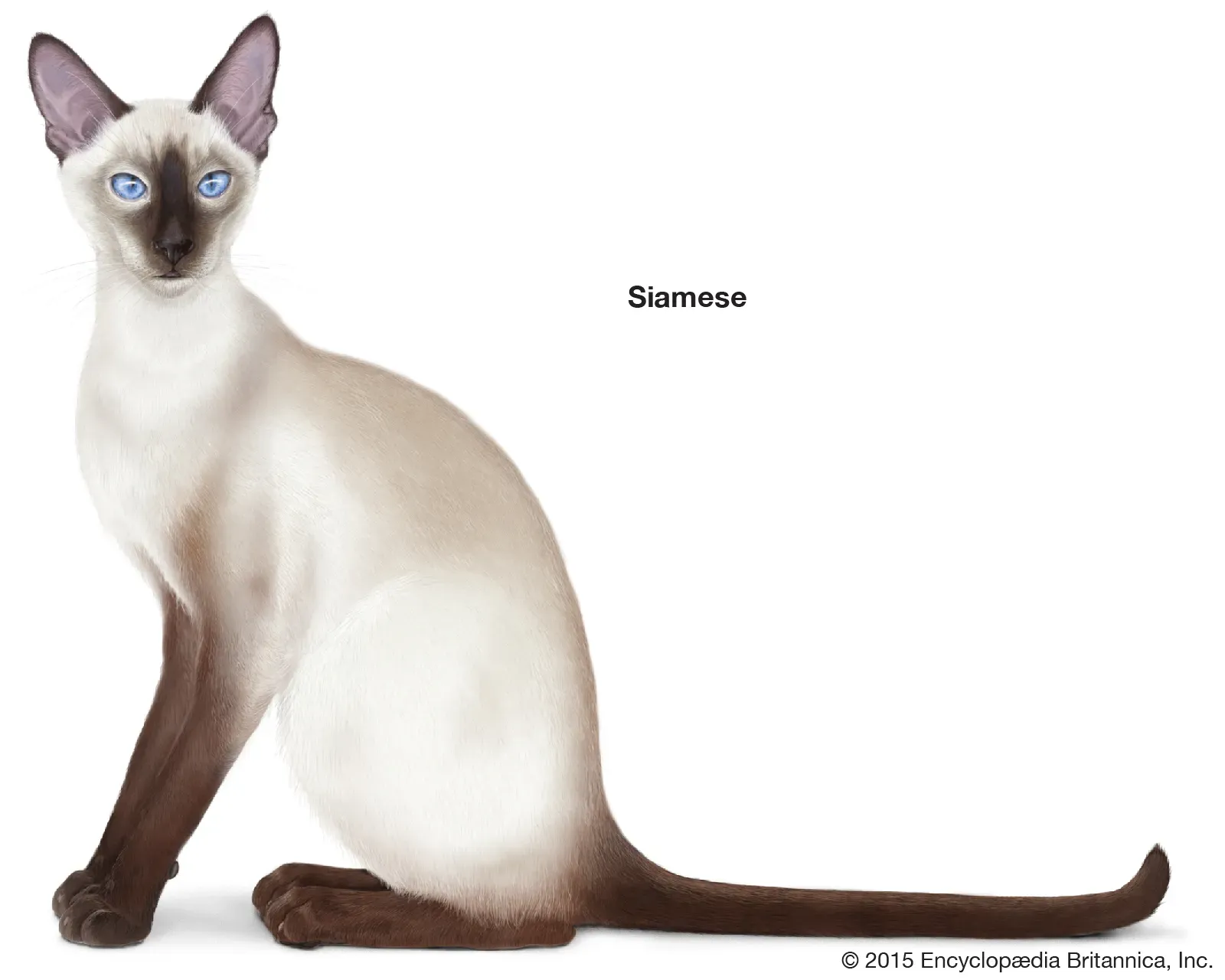 Siamese cat originating from Thailand with striking blue eyes