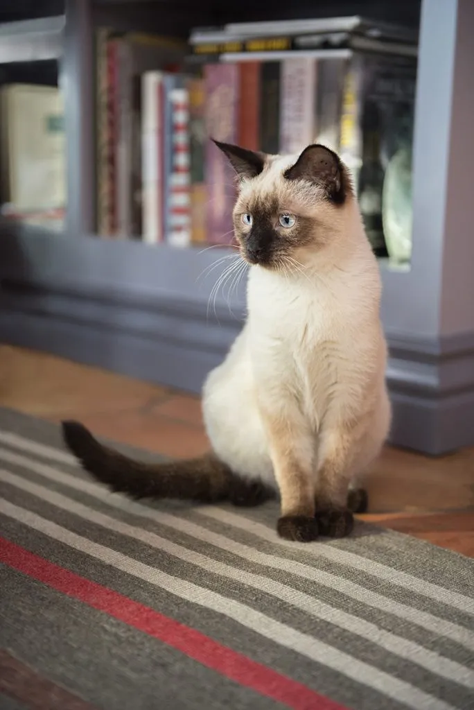 Siamese cat sitting by bookshelf