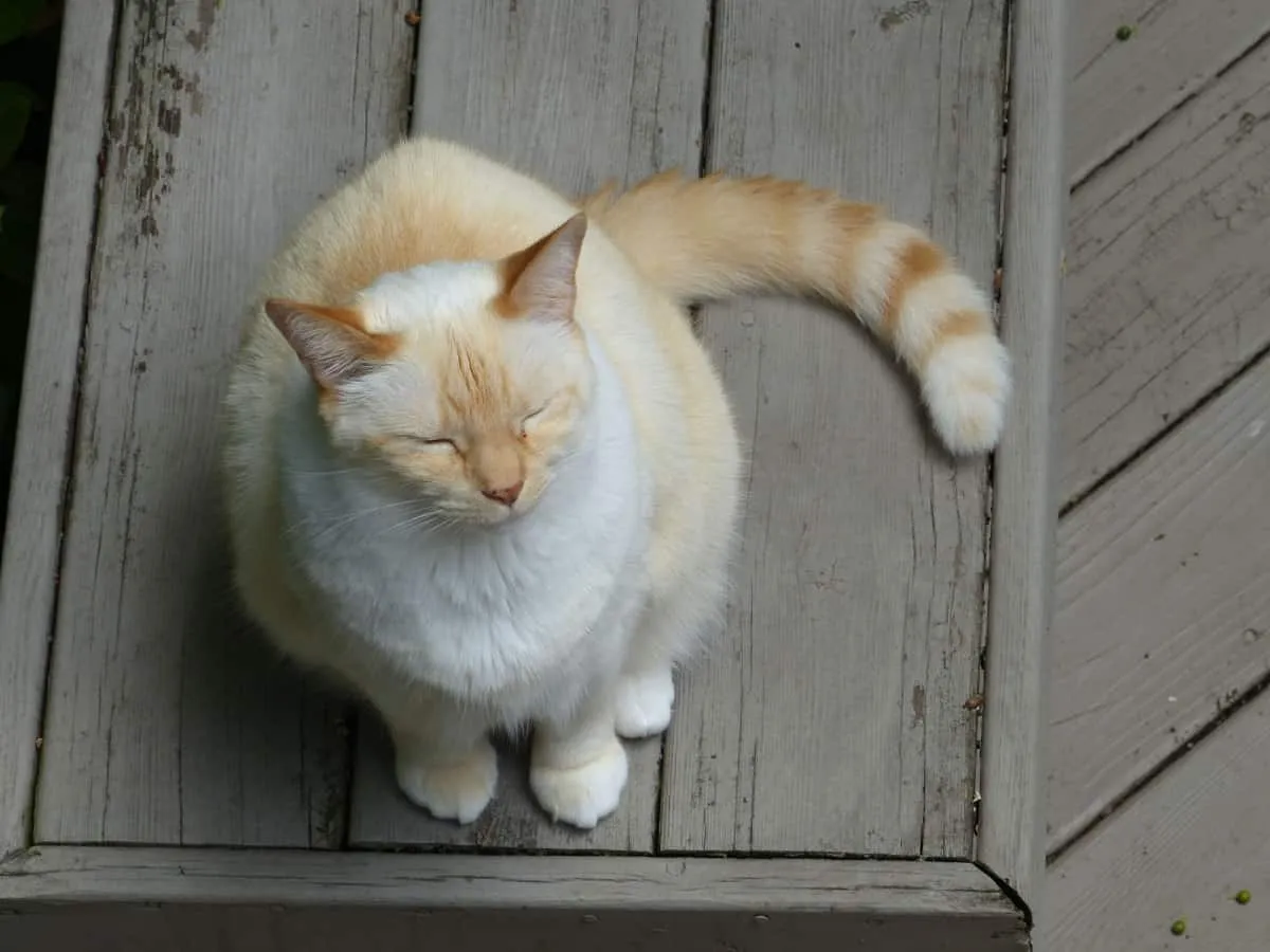 siamese cat sitting on a wooden floor