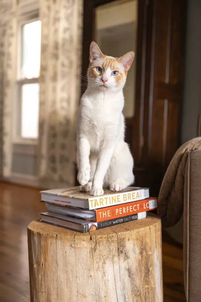 Siamese cat sitting on stack of books on endtable made of log. Cats paw is slightly lifted up.