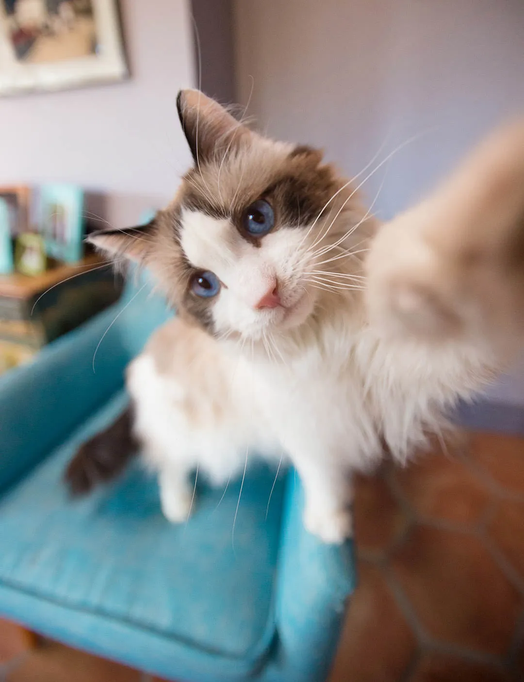 Siamese cat swatting at camera lens while sitting on teal chair for portrait
