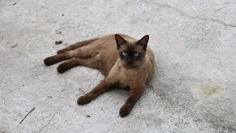Siamese cat with chocolate points